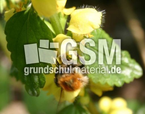 Goldnessel-3.jpg